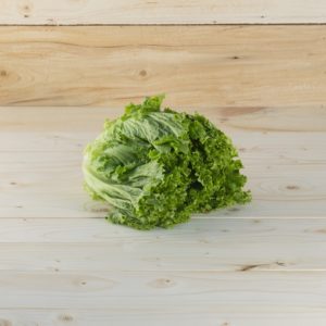 Laitue frisée