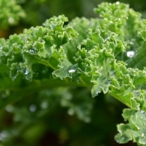 Kale