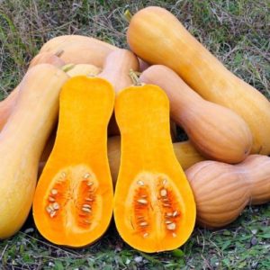Courge Butternut