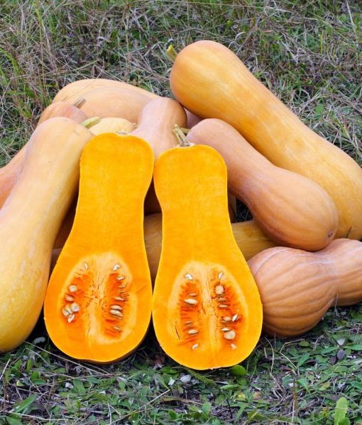 butternut-600x600-1-510x600