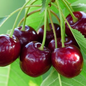 Cerises 500ml