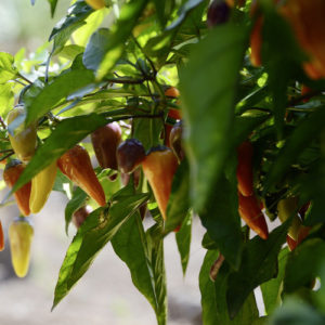 Piments Jalapeños