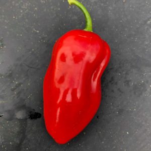 Piment Habanero